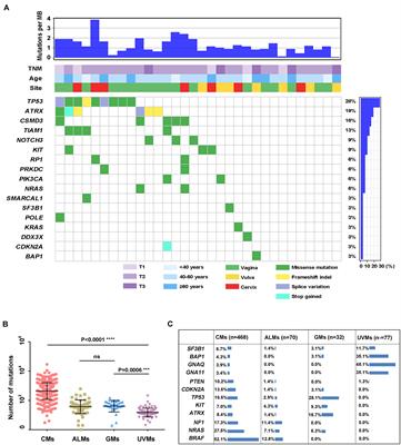 Telomere Maintenance Associated Mutations in the Genetic Landscape of Gynecological Mucosal Melanoma